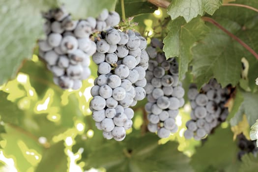 Bunches of grapes. Shallow DOF.