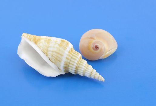 Sea shells on the blue background