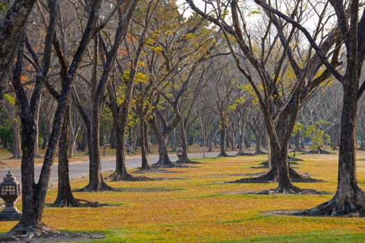 Beautiful autumn wayside trees