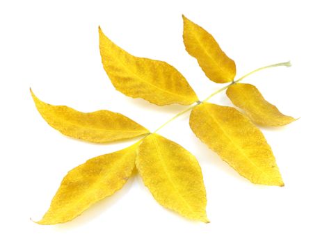 Twig with yellow autumn leaves over white