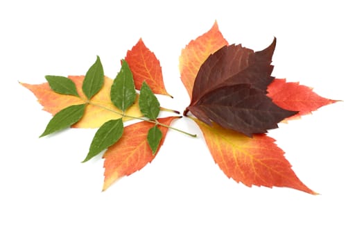 Twigs with color autumn leaves over white