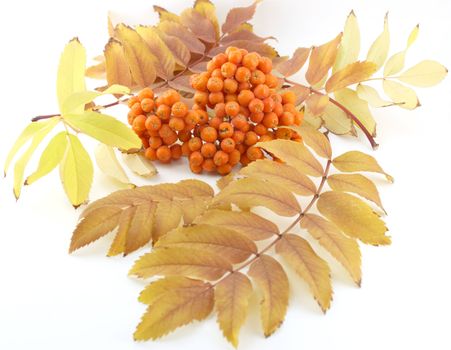 Ripe rowan berry with color leafs over white