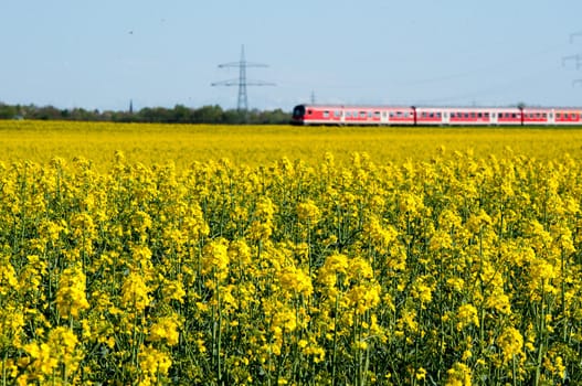 Canola field in a bright sunny spring day with a red train passing in the background