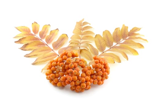 Ripe rowan berry with color leafs over white