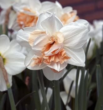 double narcissus on the floriade show in Holland
