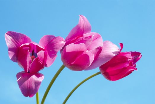 Spring red tulips over blue sky background