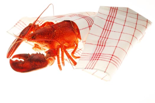 A large red lobster over white background