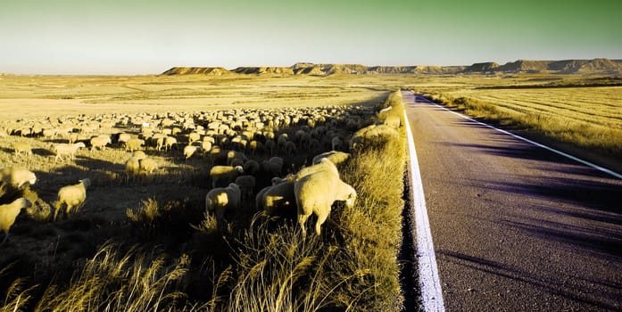 Rural landscape with flock of sheep in the desert