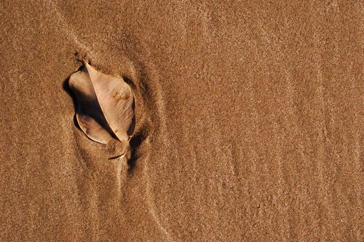 Still life leave and sand