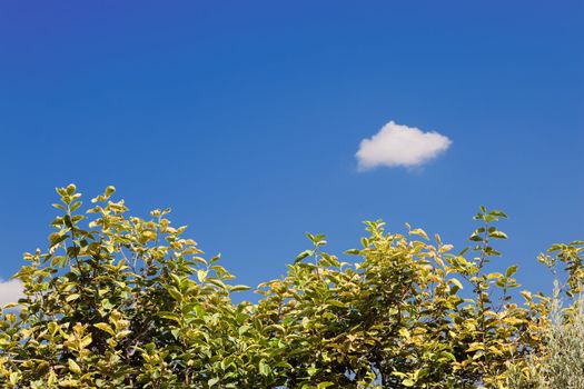 Background sky, tree canopy and small cloud