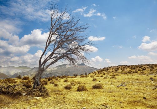 Dramatic landscape with lonely dry tree against the blue sky