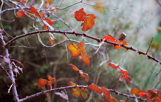 Nature background with branches and leaves