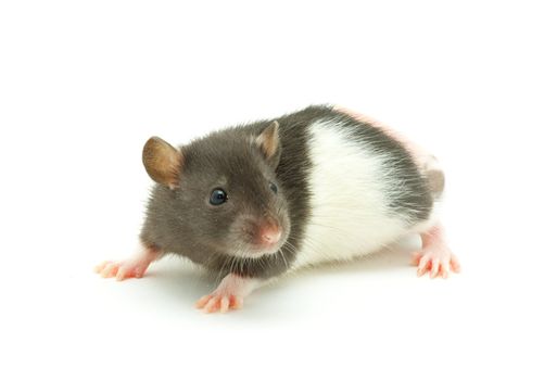 funny rat  isolated on white background