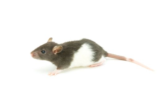 funny rat  isolated on white background