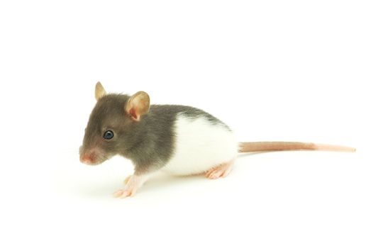 funny rat  isolated on white background