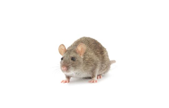 rat isolated on white background