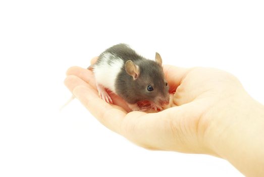 funny rat in hands  isolated on white background