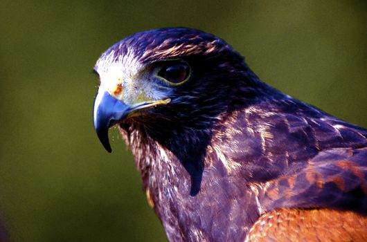 Head and shoulders shot of a Harris Hawk, clearly showing it's beak and eye with copy space.