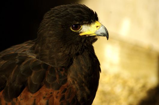 Head and shoulders shot of a Harris Hawk clearly showing it's beak and eye with copy space