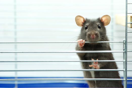 funny black rat sits in cage