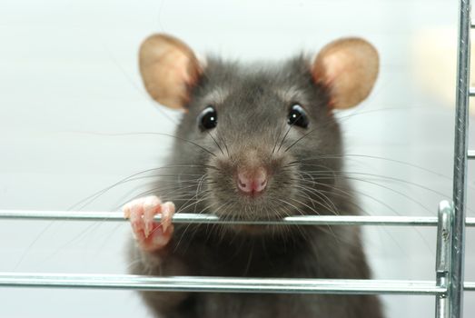 funny black rat sits in cage