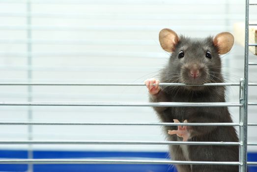 funny black rat sits in cage