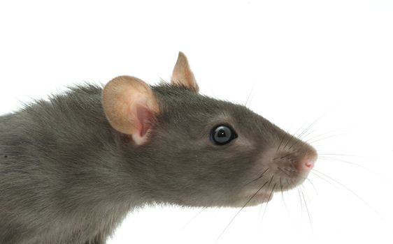 funny rat  isolated on white background