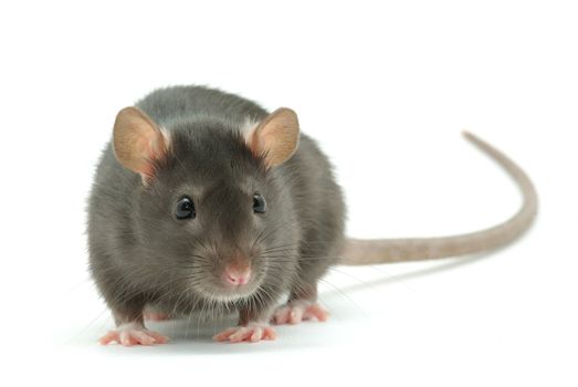 funny rat  isolated on white background