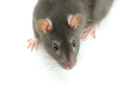 funny rat  isolated on white background