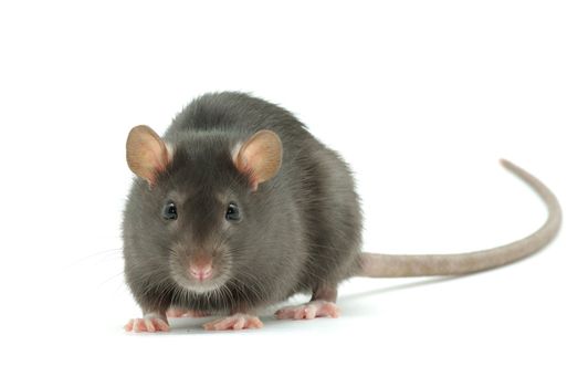 funny rat  isolated on white background