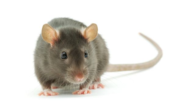 funny rat  isolated on white background