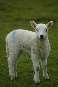 Close up of a new born lamb, standing on grass looking directly into camera