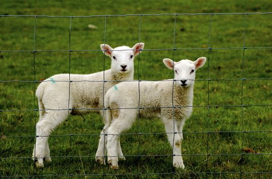 Two identical newborn lambs, standing on grass, looking directly into camera from behind a thinly meshed fence.