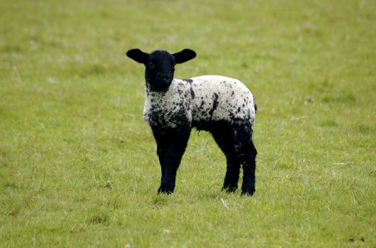 Lamb with black face/ head and legs and a white body in the middle of a green grass background looking directly into camera.