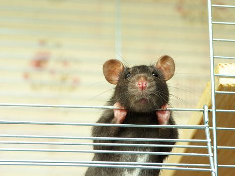 funny black rat sits in cage