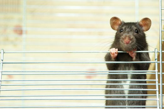 funny black rat sits in cage