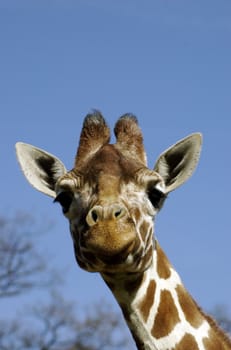 Close up shot of a giraffe's head, face and neck against a blue sky with copy space.