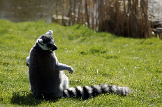 Ring-tailed lemur sitting on grass in the sun, peering over it's shoulder - with copy space