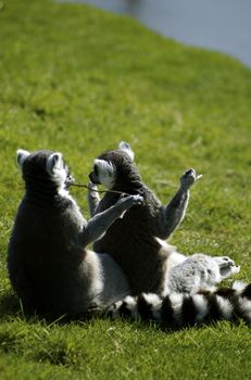Pair of ring-tailed lemurs sitting behind one another on the grass with their paws in the air, looking like they are dancing to 'Oops up side your head," with plenty of copy space.