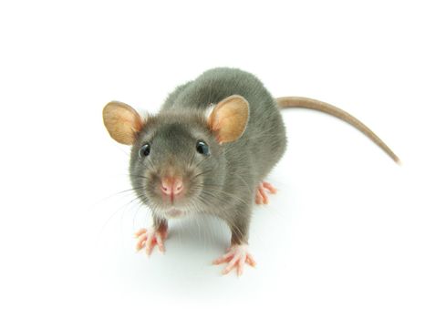 funny rat  isolated on white background