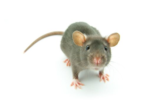 funny rat  isolated on white background