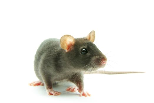 funny rat  isolated on white background