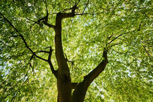 Upper branches of a tree in summer time, green pattern