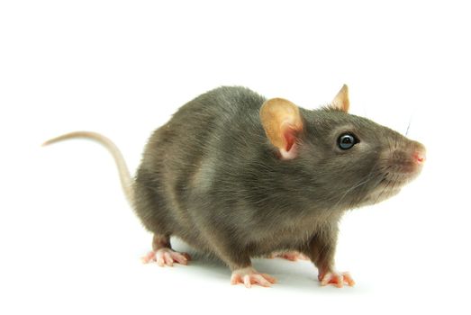 funny rat  isolated on white background