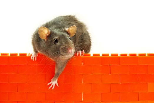 funny rat  isolated on white background