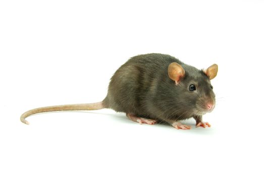 funny rat  isolated on white background