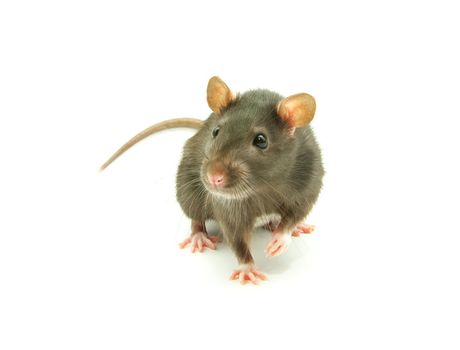 funny rat  isolated on white background