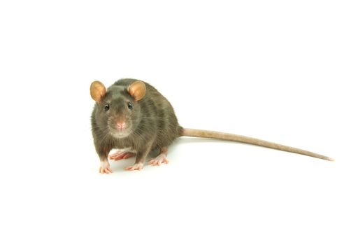 funny rat  isolated on white background