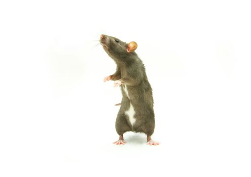 funny rat  isolated on white background