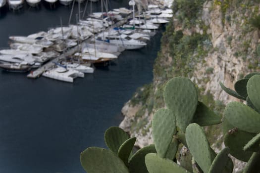 Cactus growing on the side of a cliff near a harbor